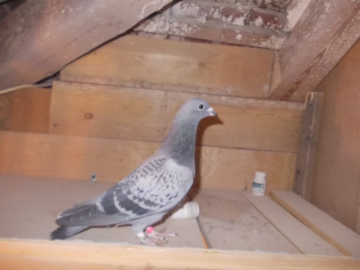 fiica din loc 13 nat.as maraton,Dan Vasile