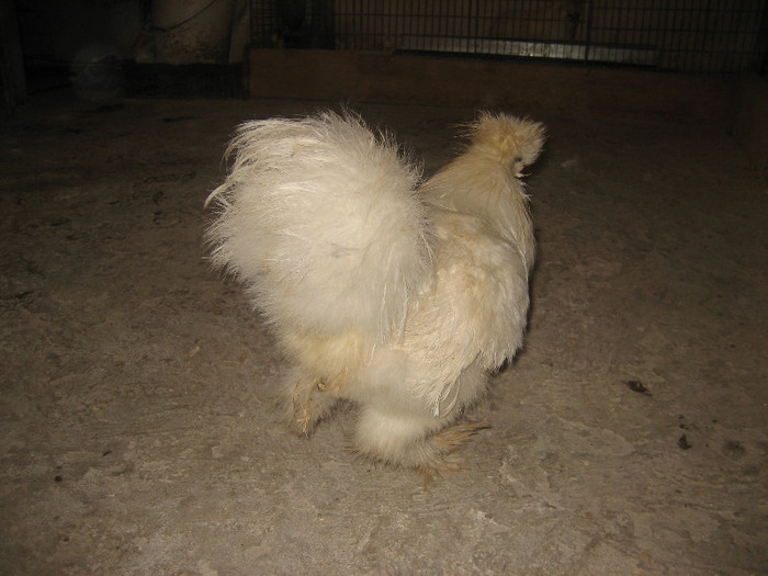 Cocosi Decembrie 2012 003