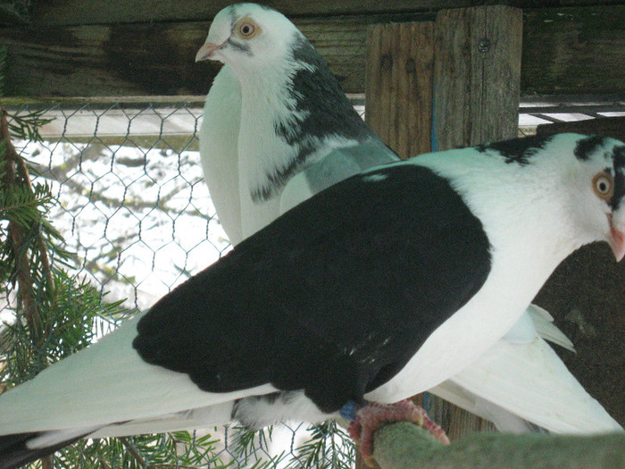 IMG_1111 - jucatori de galati 2012-2013