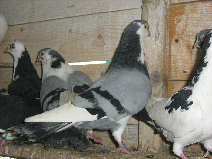 IMG_1193 - jucatori de galati 2012-2013