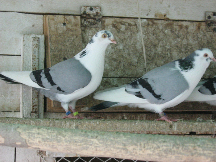 IMG_1203 - jucatori de galati 2012-2013