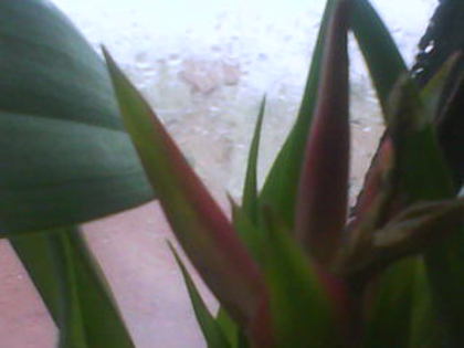 bromelia Mihaela