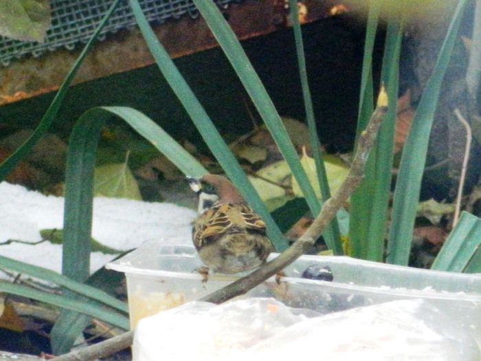 DSCN3732 - DECEMBRIE 2012