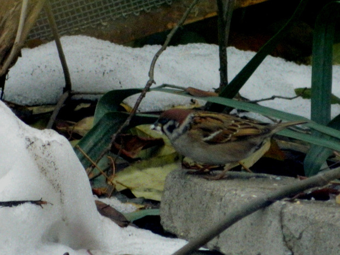 DSCN3733 - DECEMBRIE 2012