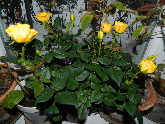 DSCN3752 - DECEMBRIE 2012