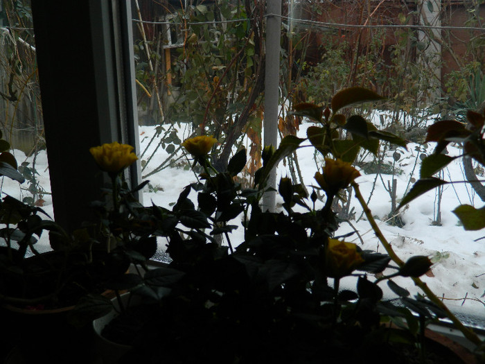 DSCN3760 - DECEMBRIE 2012