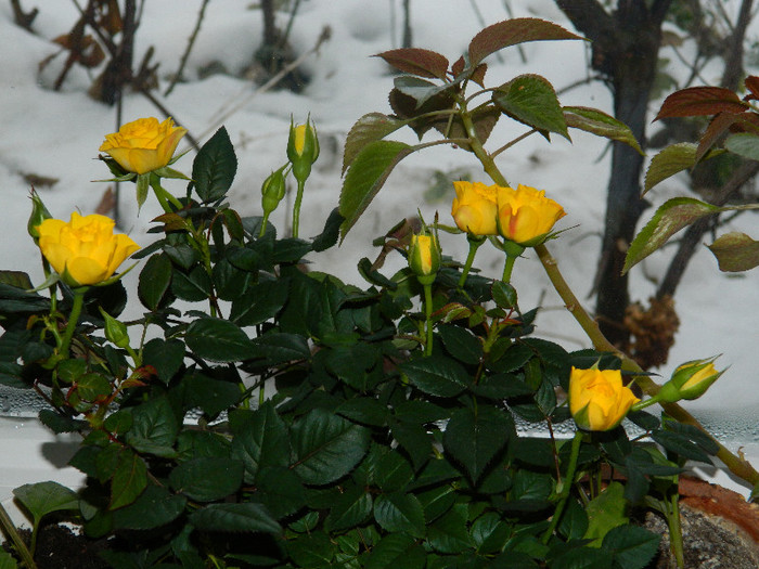 DSCN3762 - DECEMBRIE 2012