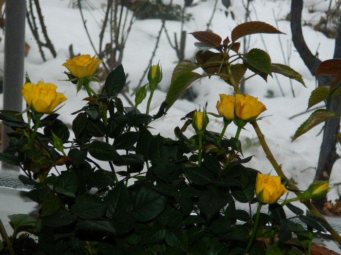 DSCN3763 - DECEMBRIE 2012