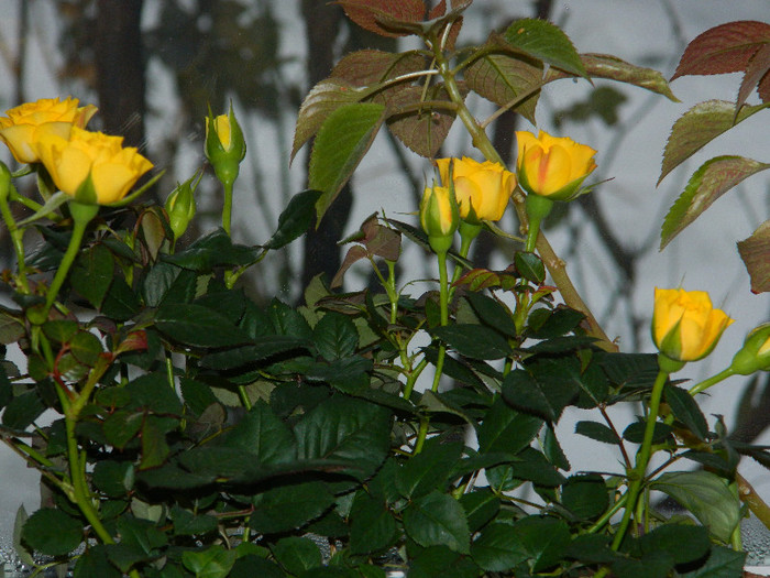 DSCN3765 - DECEMBRIE 2012