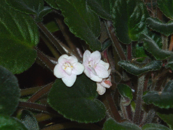 DSCN3779 - DECEMBRIE 2012