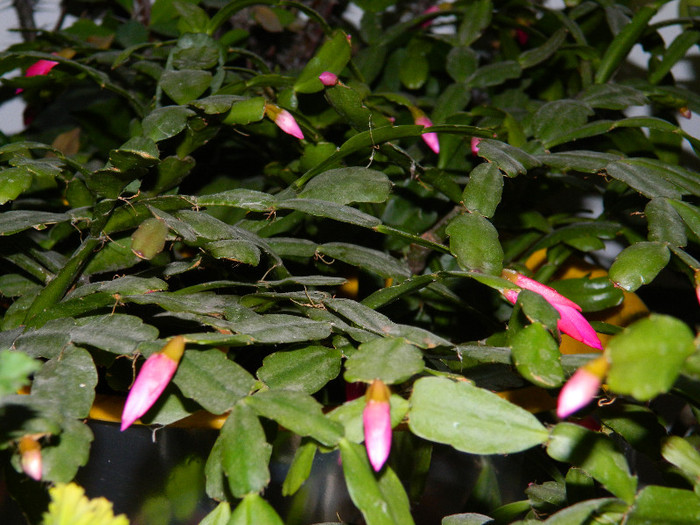 DSCN3781 - DECEMBRIE 2012