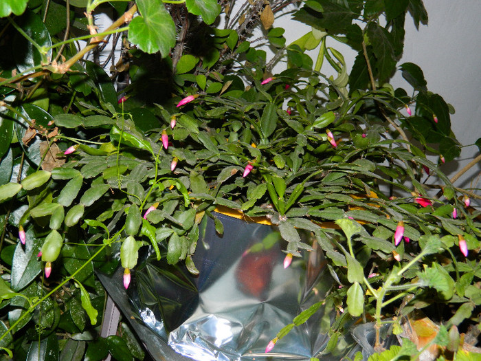 DSCN3782 - DECEMBRIE 2012