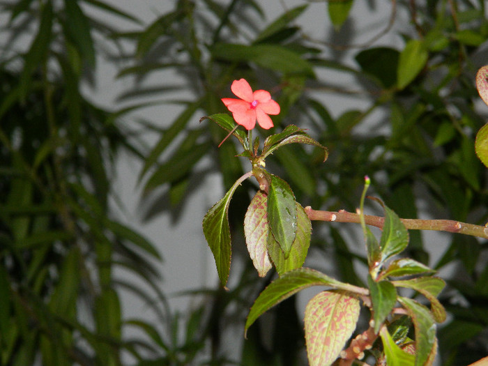 DSCN3788 - DECEMBRIE 2012