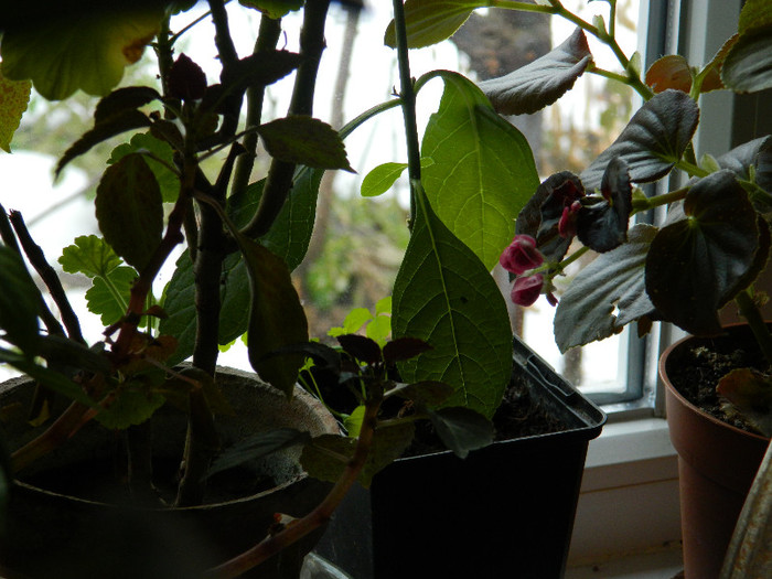 DSCN3789 - DECEMBRIE 2012