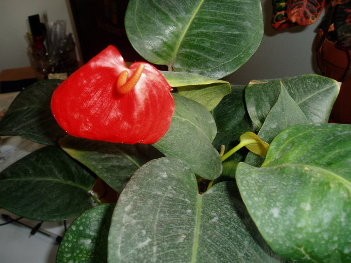 cel mai iubit dintre...anthurium-i