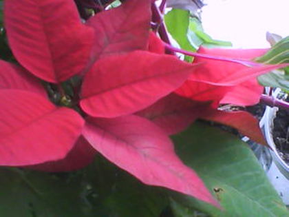  - Poinsettia