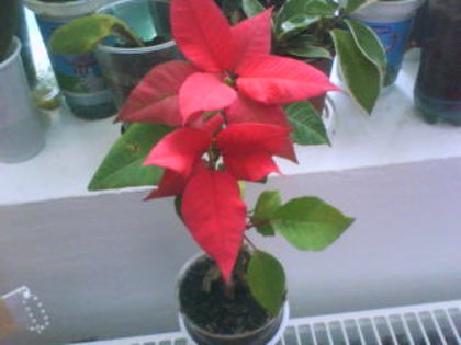  - Poinsettia