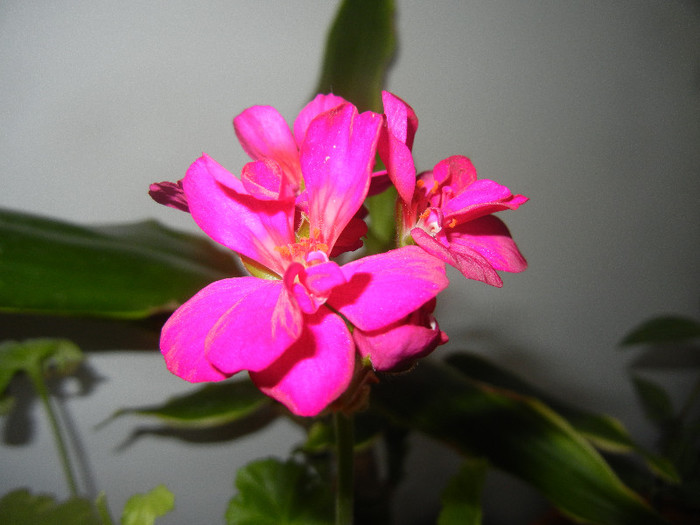 Bright Odette Geranium (2012, Dec.25) Bright Odette Geranium (2012, Dec.25)