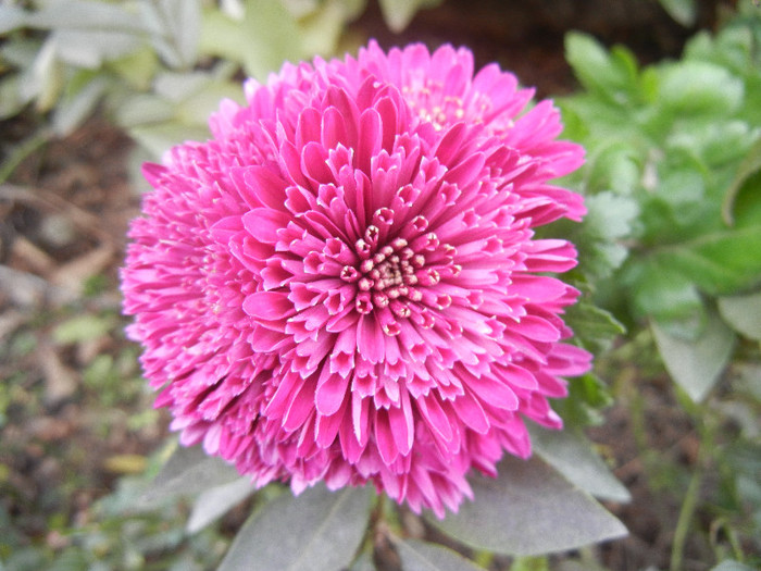 Purple Chrysanthemum (2012, Dec.01)