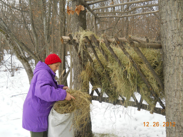 DSCN3282 - Hranitor pentru  capriorii 2012