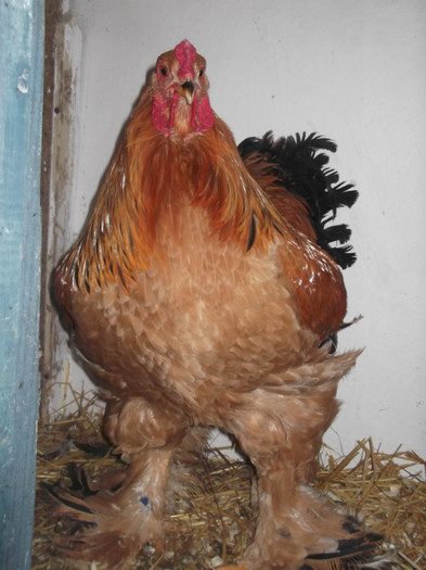 DSCF1633; Cocos de rezerva
