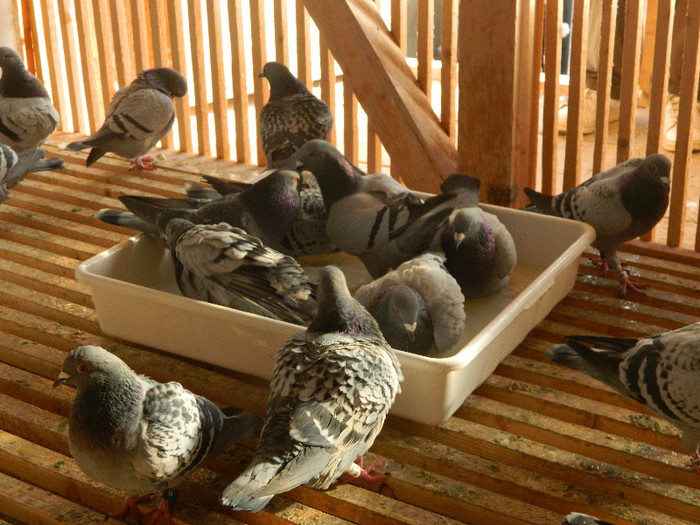 la o baie ...; o baie bine meritata intr-o zi de iarna, 25.12.2012
