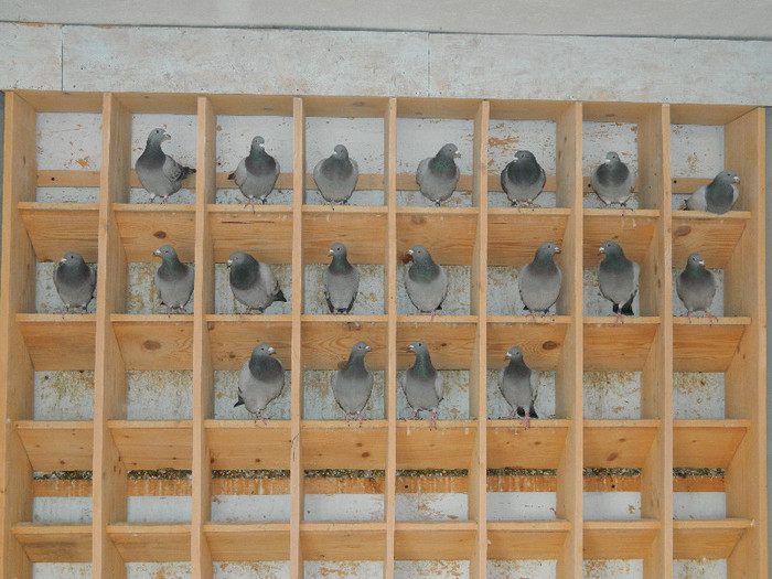 zburatori 2013; viitorii mei sportivi!
