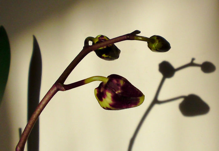 Se pregateste de inflorire - Phalaenopsis 2