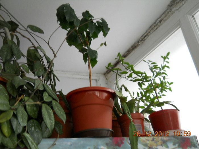 hoya, cafeluta si clementin