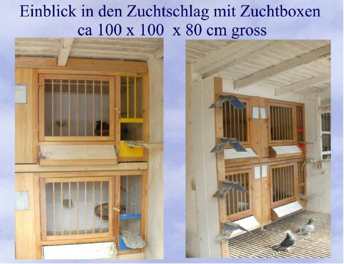hp-zuchtboxentable100
