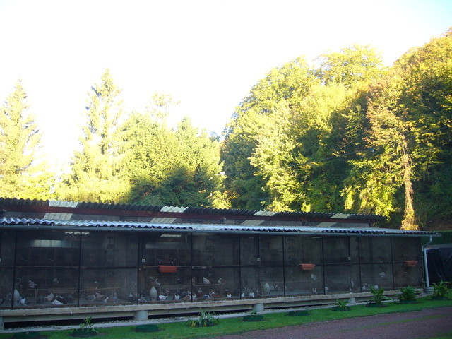 17102010003 - Modele Crescatorii