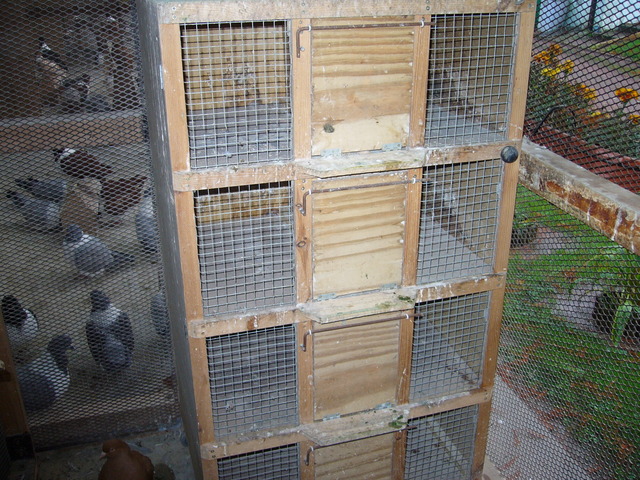 pic963zl4 - Modele Crescatorii