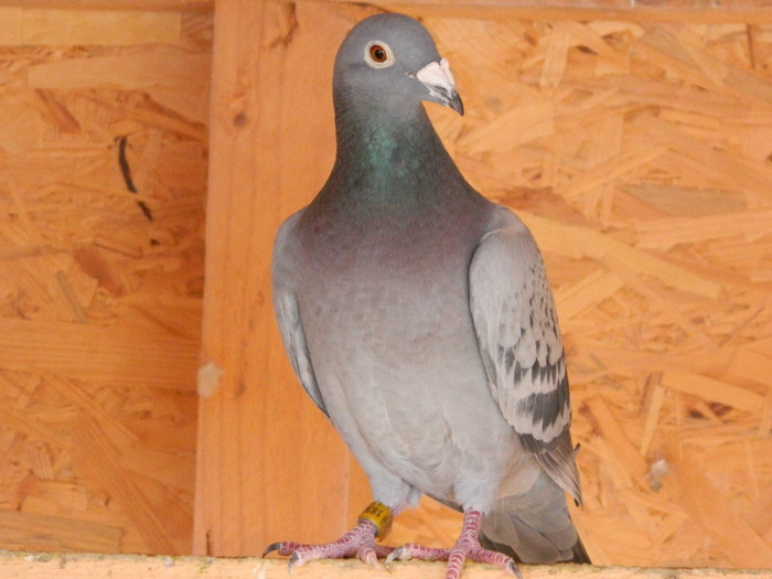 NL 09-1836280; 100% Janssen fica "Zoon Milleniumpair" - originala Eijerkamp
