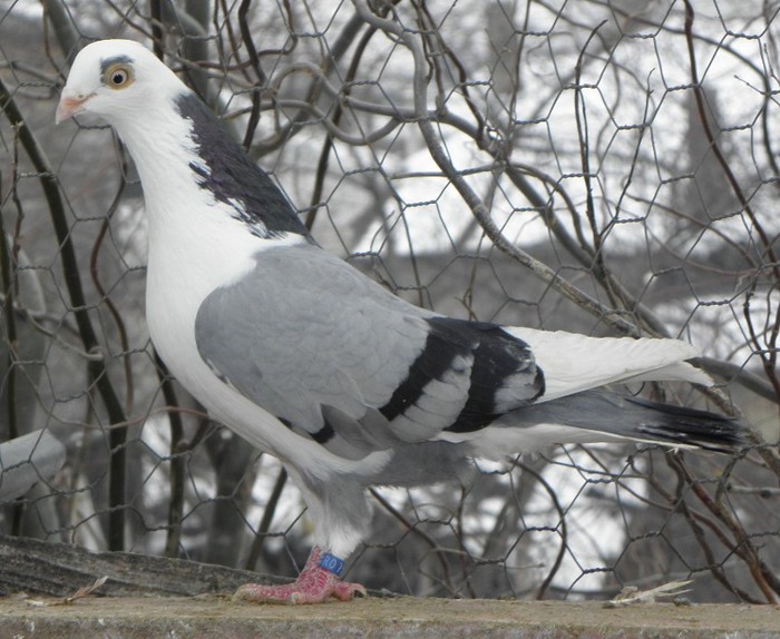 68a(f.2012)-vandut