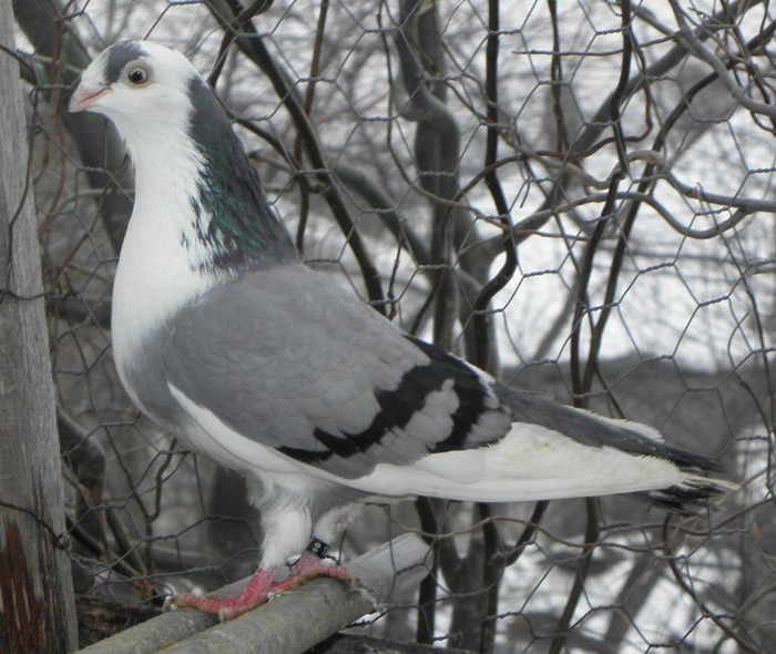 70a(f.2010)-vandut