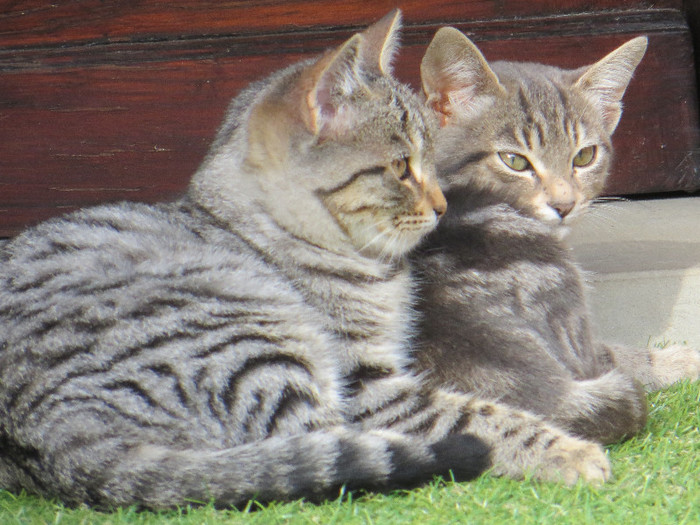 IMG_0416 - PISICUTE SEDINTA FOTO