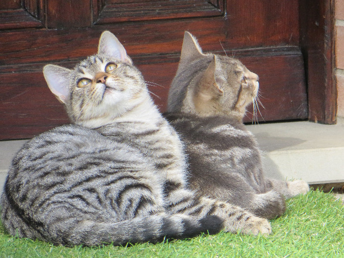 IMG_0417 - PISICUTE SEDINTA FOTO