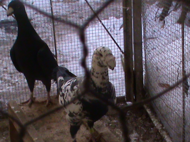 DSC01217 - Porumbei Voiajori Germani