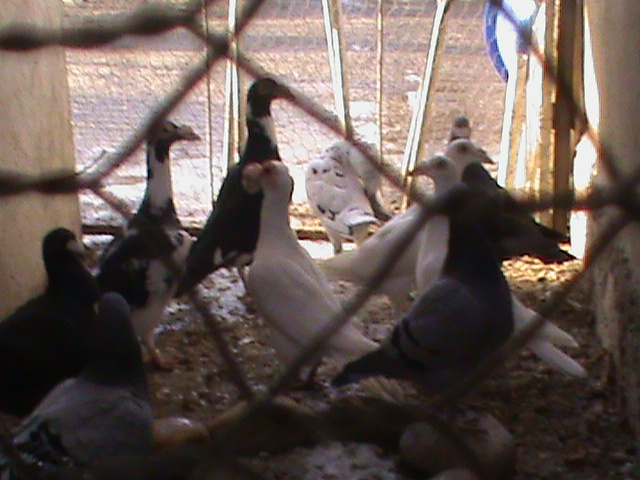 DSC01221 - Porumbei Voiajori Germani