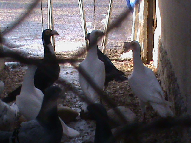 DSC01223 - Porumbei Voiajori Germani