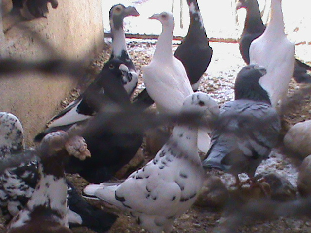 DSC01224 - Porumbei Voiajori Germani