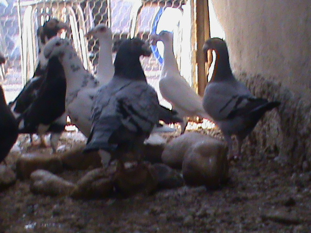 DSC01225 - Porumbei Voiajori Germani