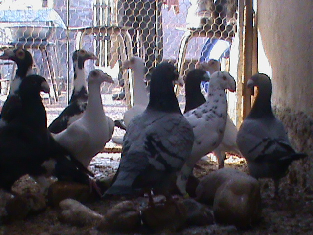 DSC01227 - Porumbei Voiajori Germani