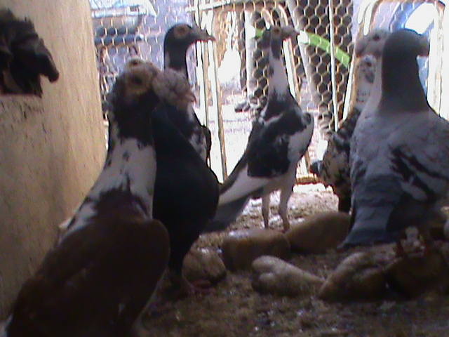 DSC01228 - Porumbei Voiajori Germani