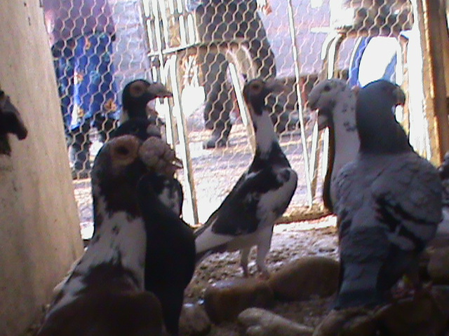 DSC01230 - Porumbei Voiajori Germani