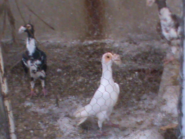 DSC01231 - Porumbei Voiajori Germani