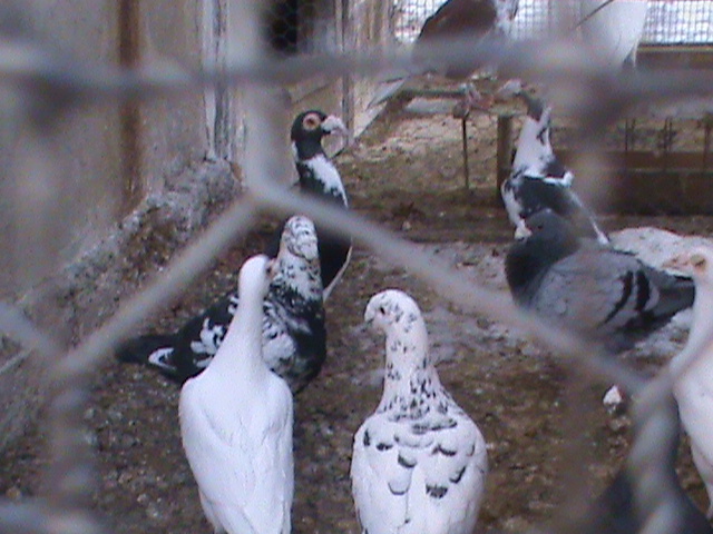 DSC01233 - Porumbei Voiajori Germani