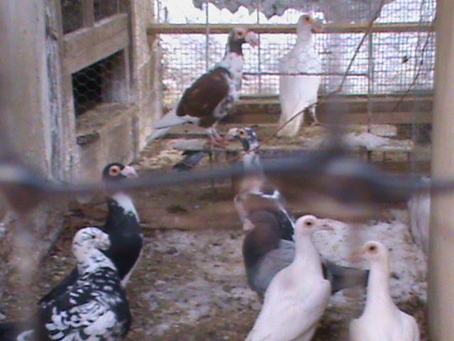 DSC01234 - Porumbei Voiajori Germani