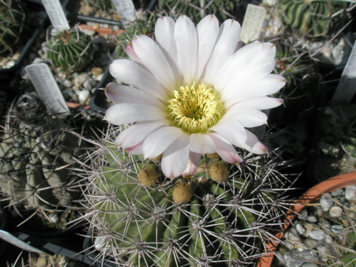 peitscherianum - 03.06.2012 - Acanthocalycium