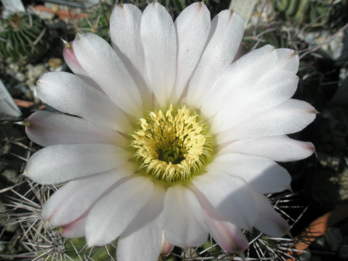 peitscherianum - floare - Acanthocalycium